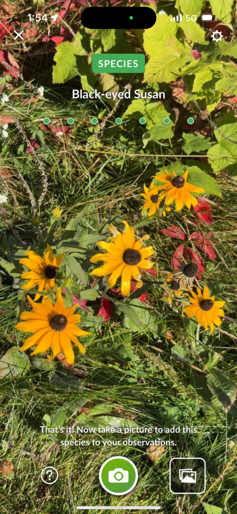 Screenshot of green leaves and yellow flowers with brown centers with identifying "Black-eyed Susan" type at top