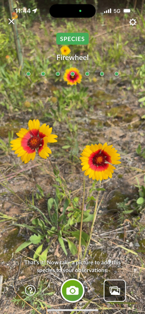 Screenshot of green leaves and yellow flowers with red centers with identifying "Firewheel" type at top
