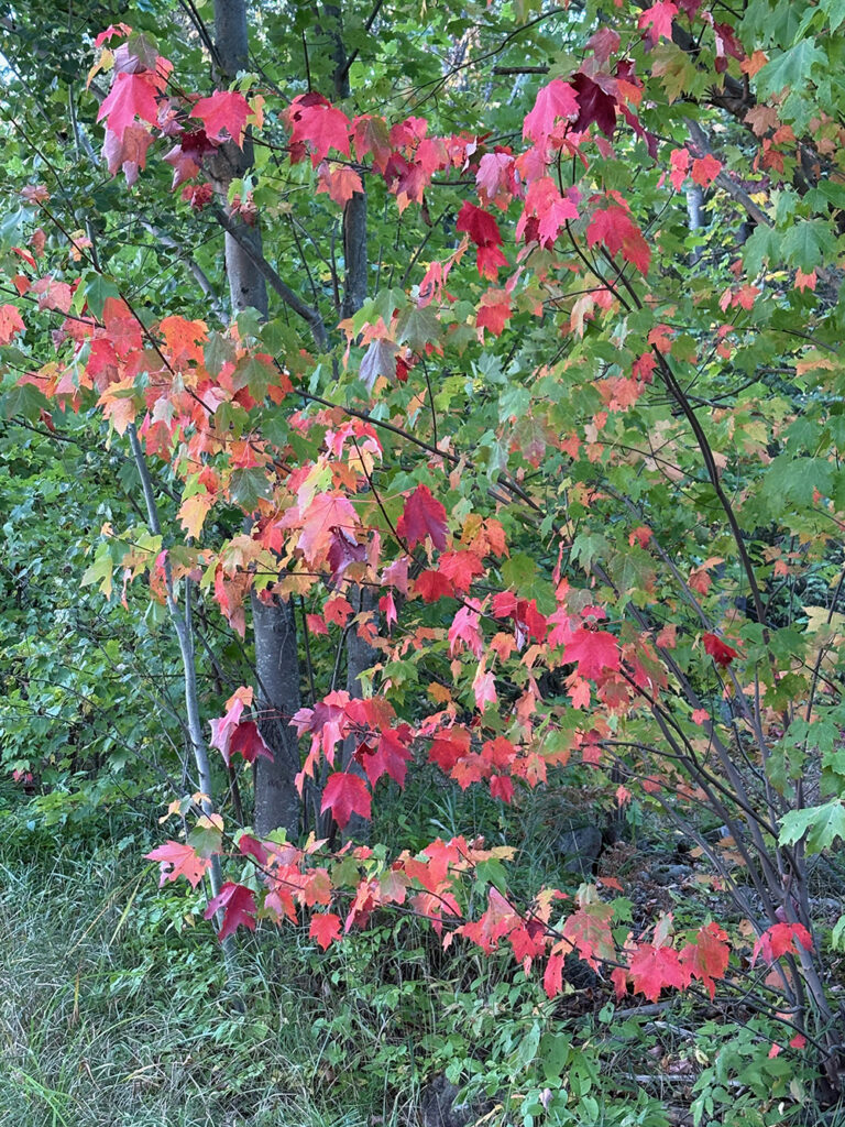 Maple tree with bright red leaves