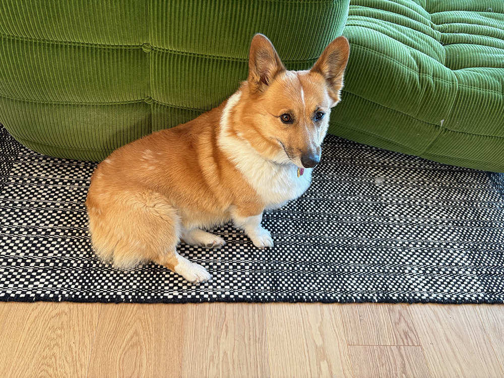 Tan and white Corgi dog from the side, against a green couch