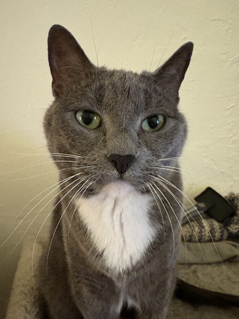 Chest and head of gray and white cat with green eyes looking directly at the viewer. 
