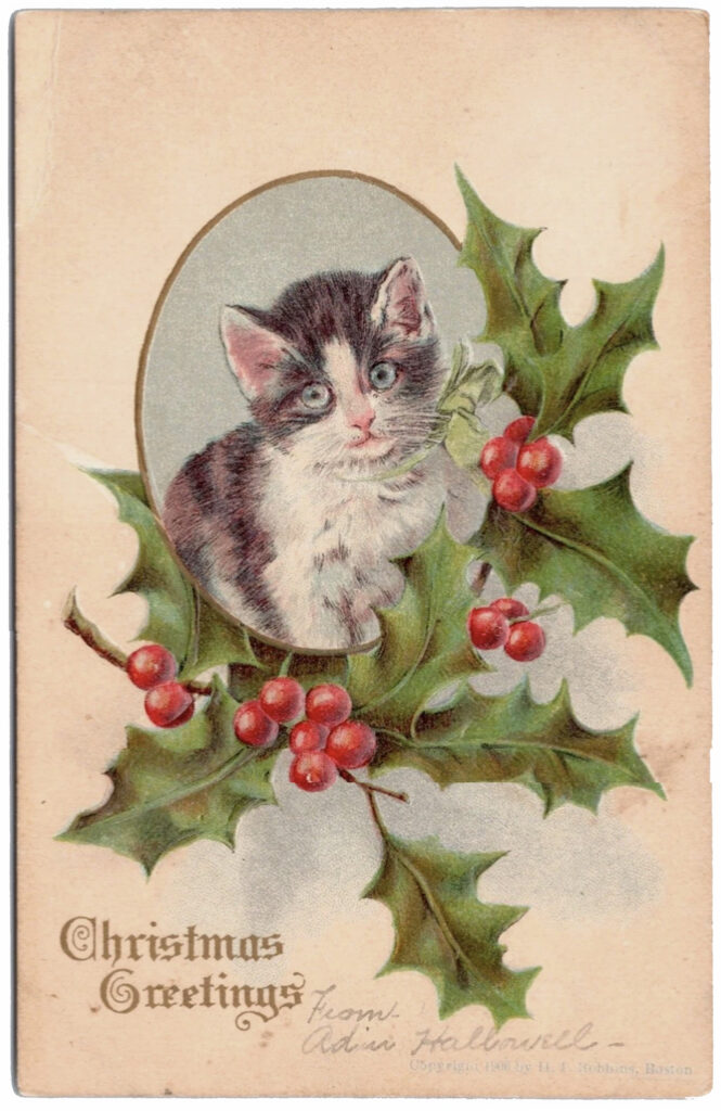 Photo of a yellowed vintage 1906 illustrated postcard: a black and white kitten with a green ribbon around its neck. The kitten is in a light blue vertical oval with a gold border, and holly leaves with red berries below it. In the bottom left is "Christmas Greetings" in gold type. In pencil in the center bottom is "From Adrian [? Adriana? unclear] Hallowell." In the bottom right is the manufacturer's information in faint blue print: "Copyright 1906 by H. J. Robbins, Boston."