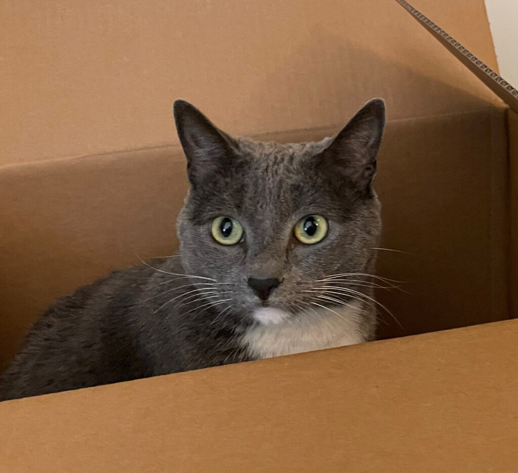 Photo of a gray and white cat with light green eyes, looking directly at the viewer. The cat is in a cardboard shipping box.