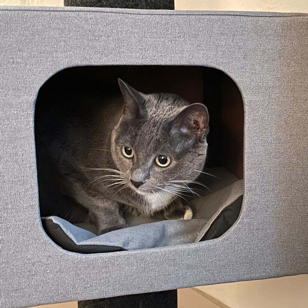 Gray and white cat with light green eyes peeking out of a hiding place in a gray cat tree.