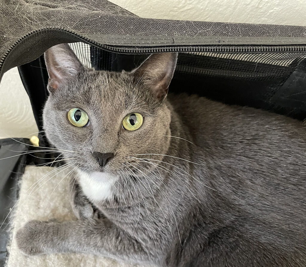 Gray and white cat with light green eyes peeking out of a gray soft pet carrier. 