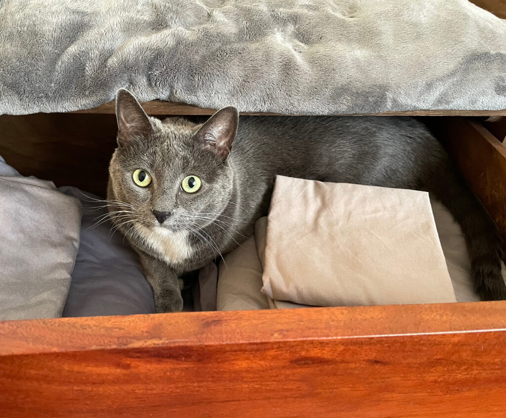 Gray and white cat with light green eyes peeking out of a dresser drawer with bed sheets.