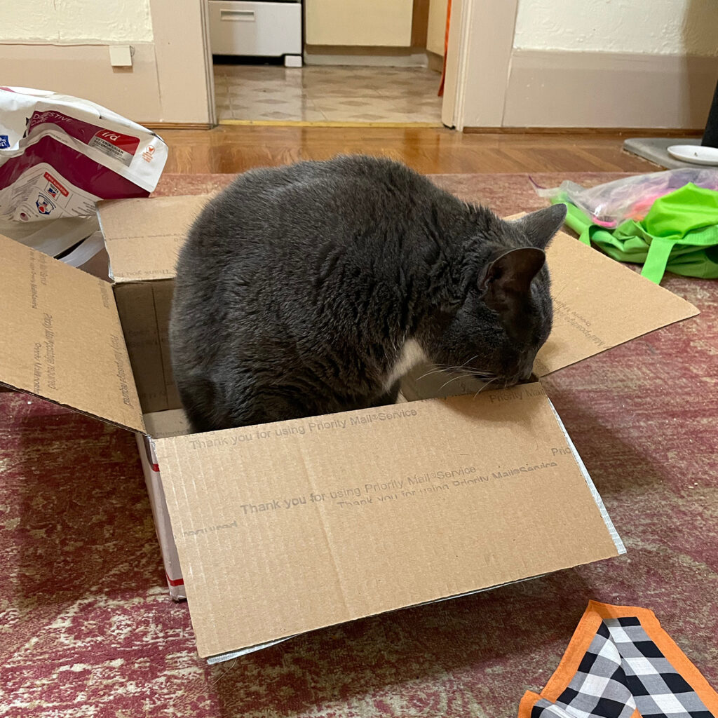Gray and white cat in a cardboard box facing to the right of the viewer.