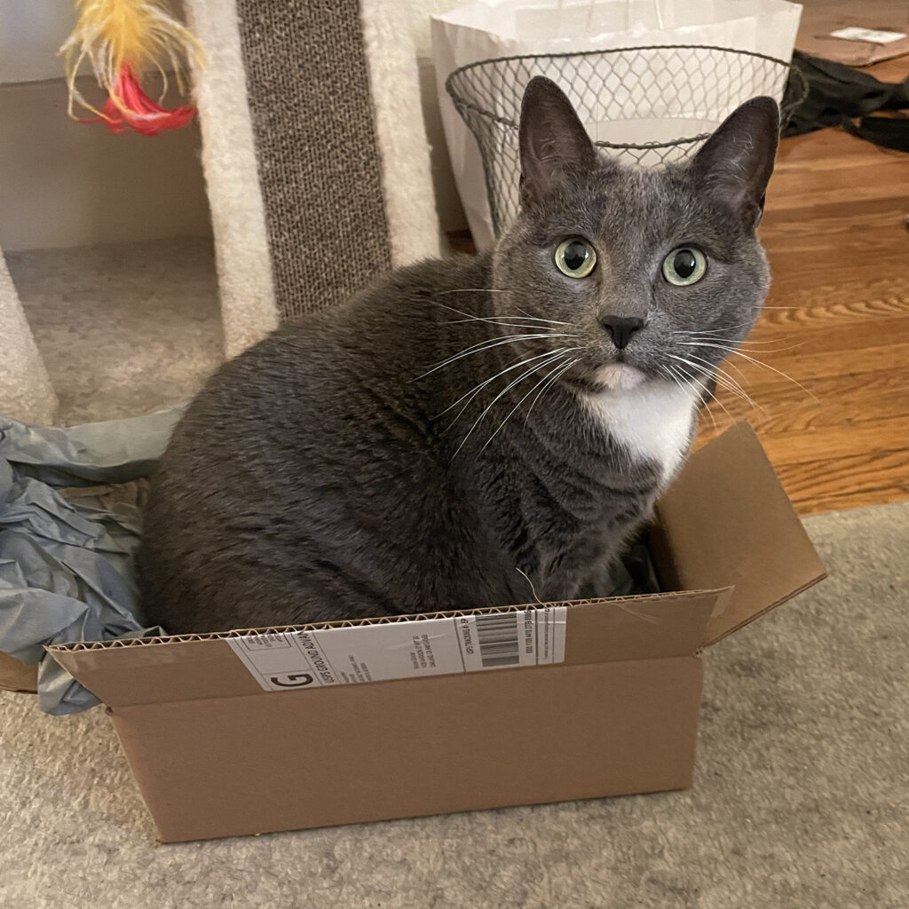Gray and white cat with light green eyes sitting a very small box and looking directly at the viewer.