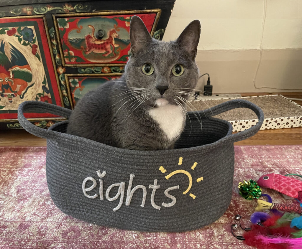Gray and white cat with light green eyes in a gray woven basket with the word "eights" and a stylized sun on it. She's looking directly at the viewer. Behind her is a brightly colored chest with Mongolian gods and animals painted on it.