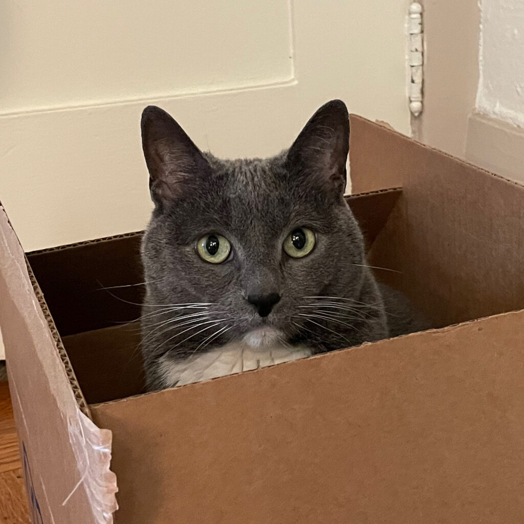 Gray and white cat with light green eyes in a large cardboard box, looking directly at the viewer.