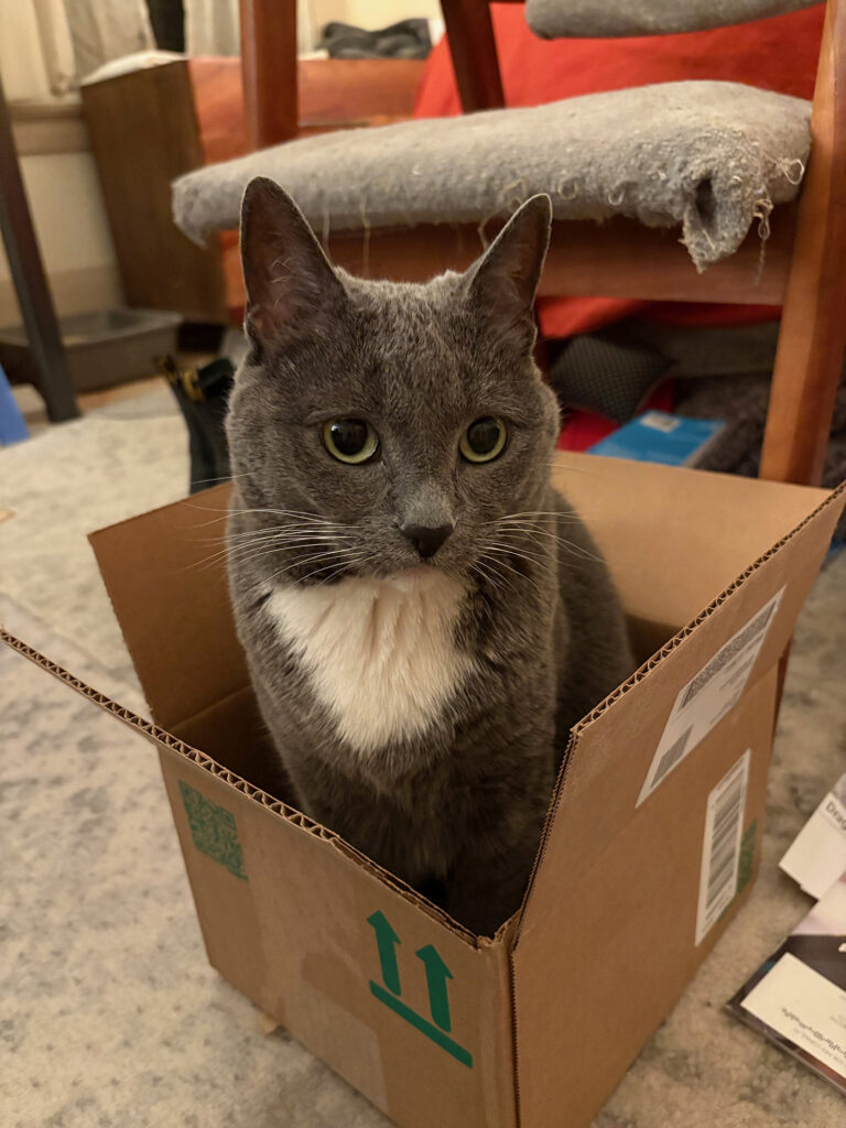 Gray and white cat with light green eyes in a small cardboard box in a messy room.