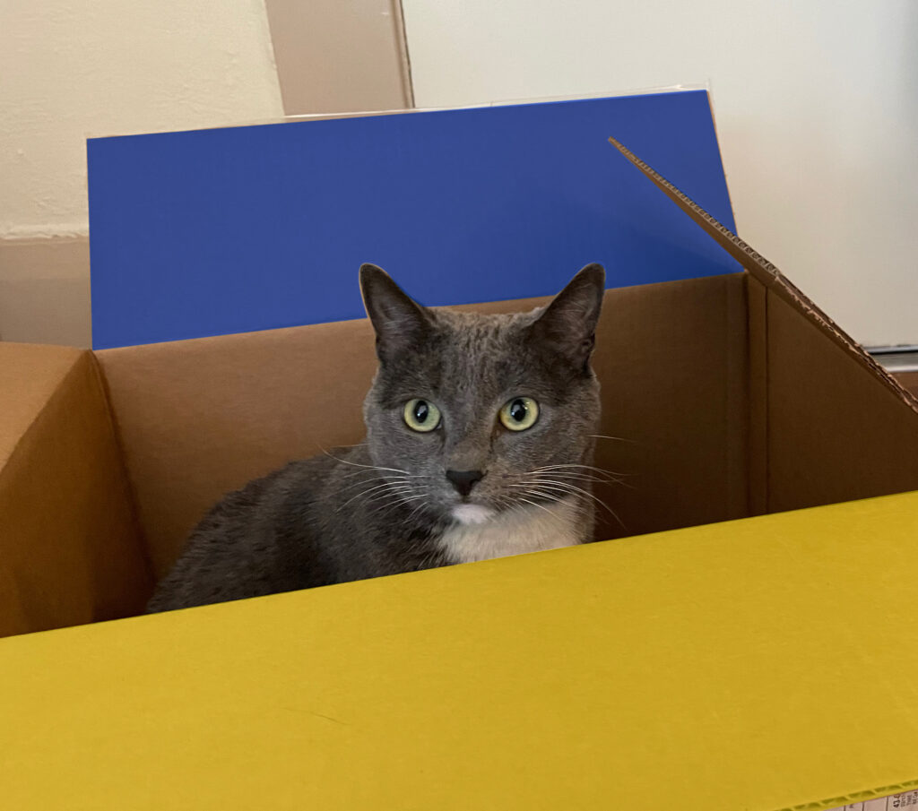 Photo of a gray and white cat with light green eyes, looking directly at the viewer. The cat is in a cardboard shipping box. The upper flag of the box is overlaid with sky blue and the lower flap with bright yellow, the colors of the Ukrainian flag.