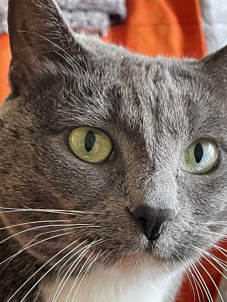 Extreme closeup photo of the face of a gray and white cat with light green eyes.  There's gray and intense orange fabric behind her.