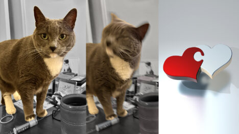 Happy Caturday! – February 14, 2026