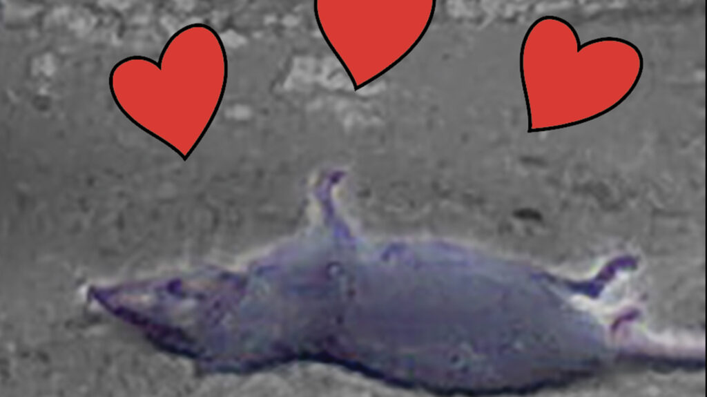 A grainy closeup of a dead mouse or rat against gray asphalt and a gray wall. There are three bright red hearts with black outlines above the animal.